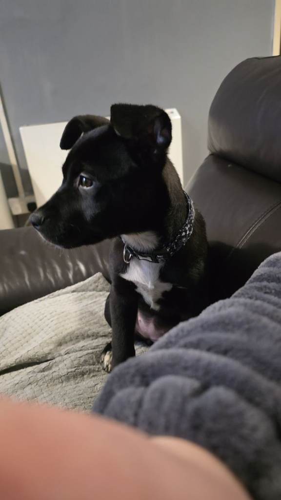 Cane corso hybrid Akita's mixed breed