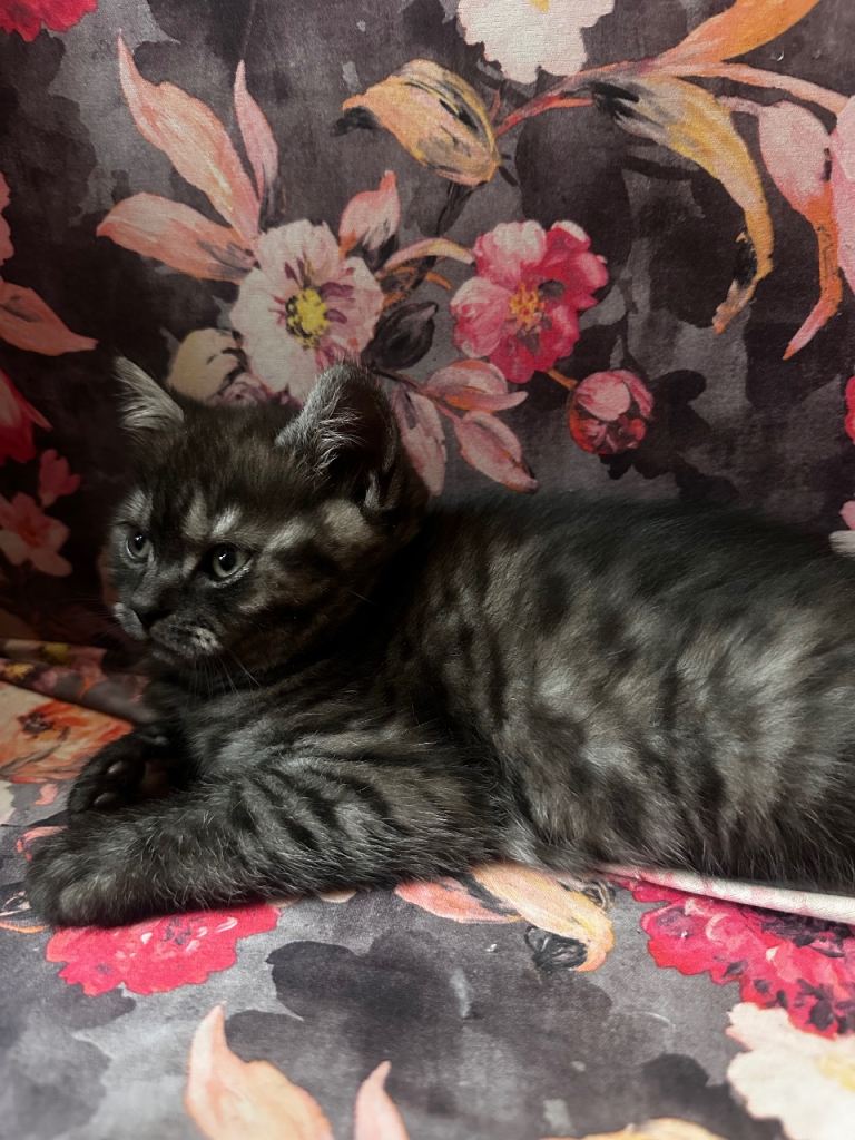 2x BSH available 