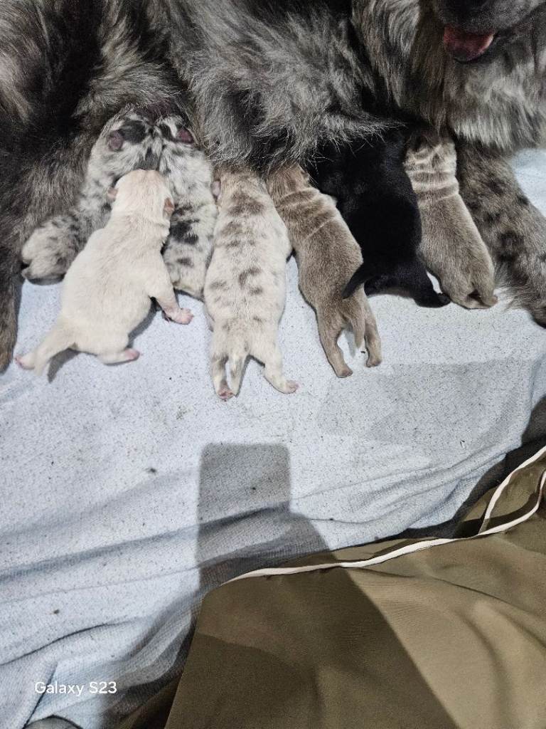 Merle lilac chows for sale