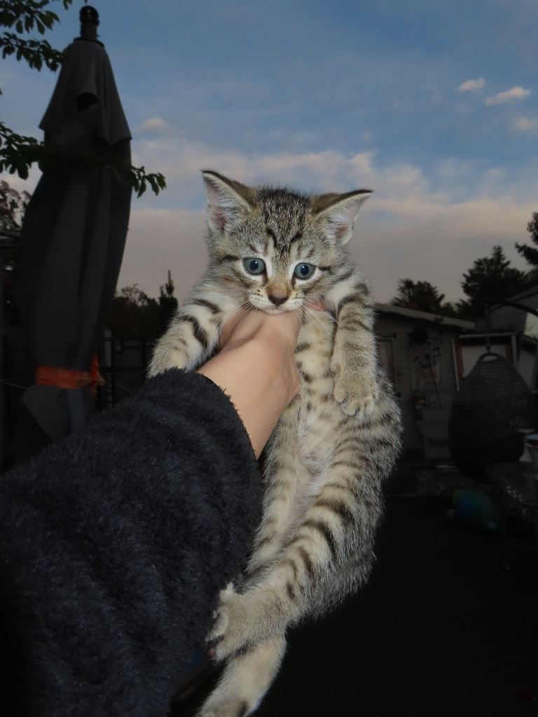 2 kittens for sale ready to go 