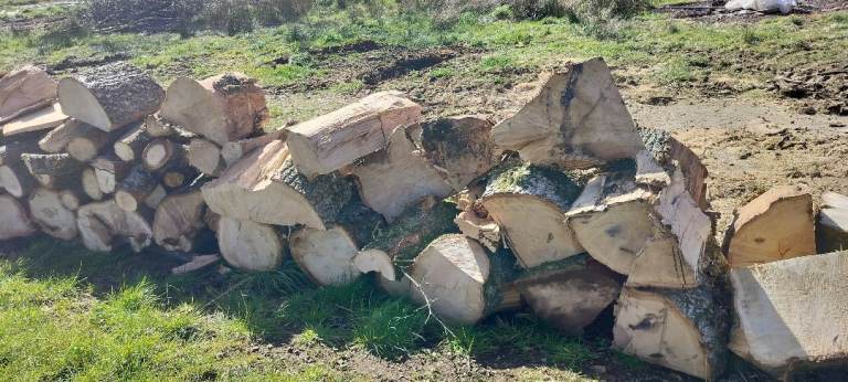 Hardwood logs