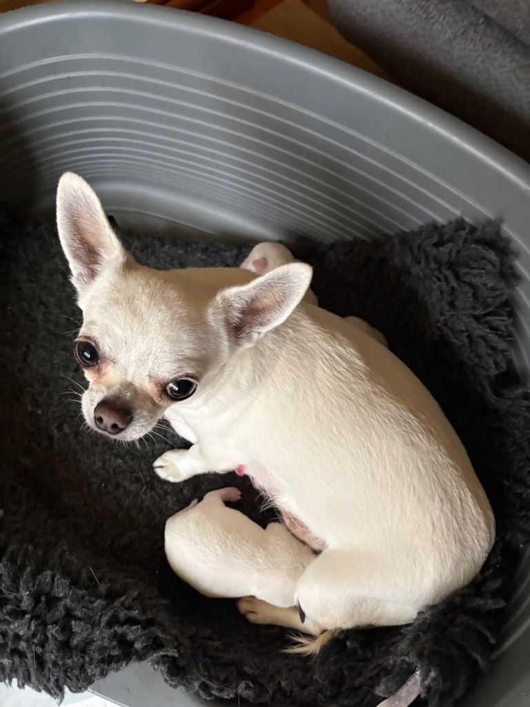 Chihuahua puppies for sale x 2 