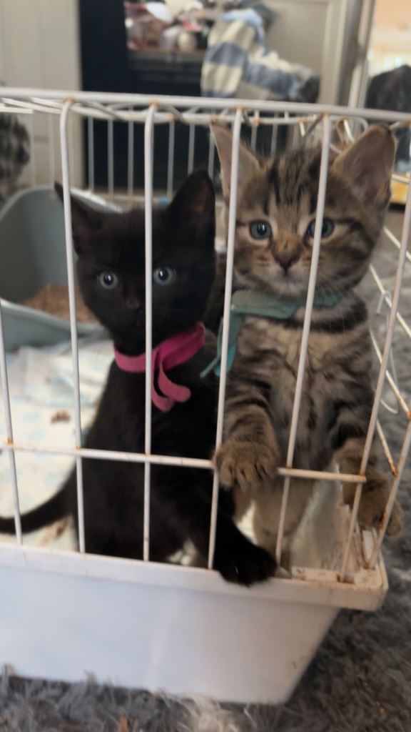 Kittens ready 