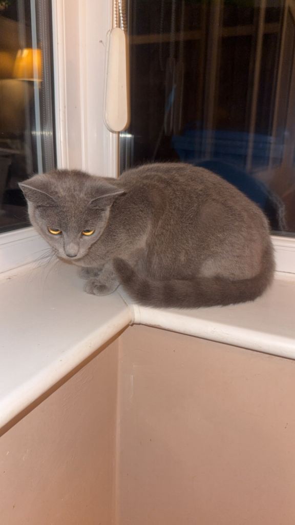 bsh cat looking for a new home  offered accepted 