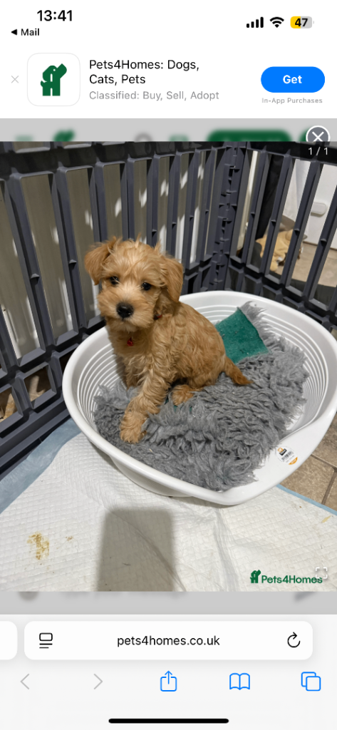 Schnoodle 10 weeks old for sale 