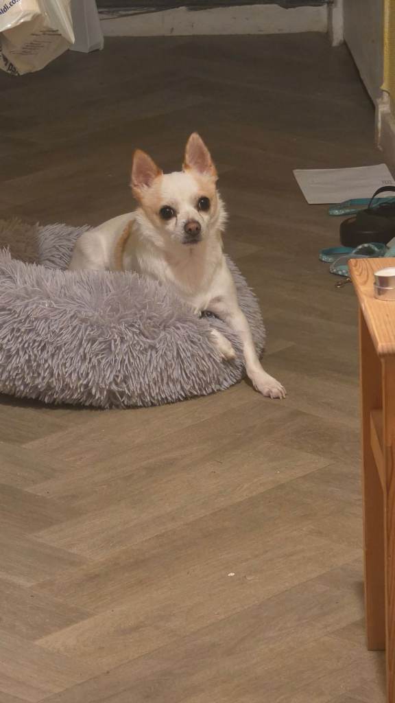 Pet jack chi Lunis