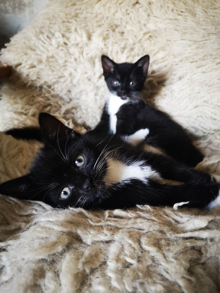 Kittens for sale