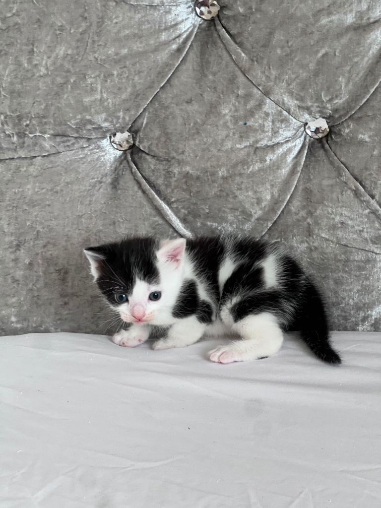 1 Female Kitten Left for Sale