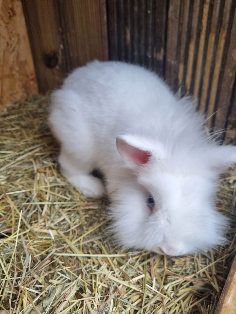 Bunnies