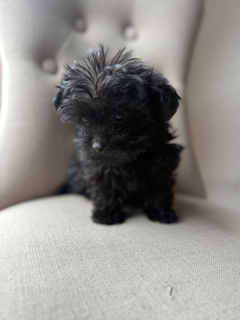 Yorkie poo boy puppy 