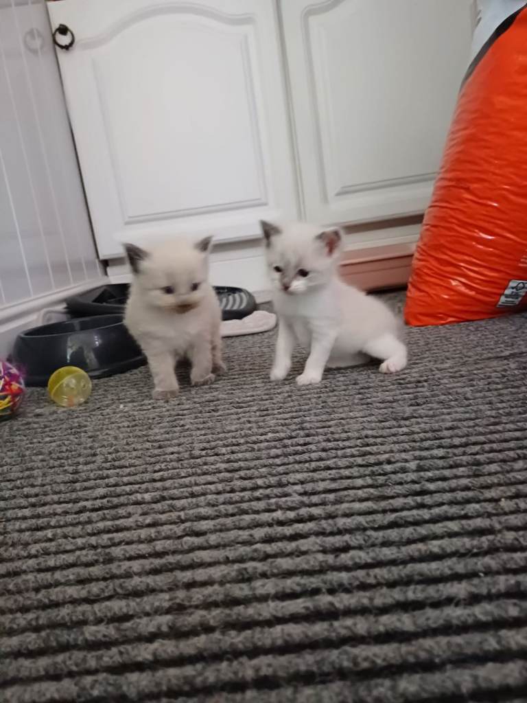 Ragdoll kittens 