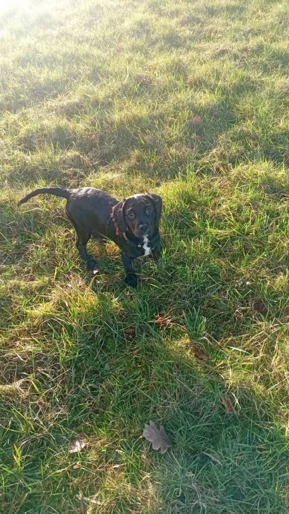 Girl cockador 4 months pup