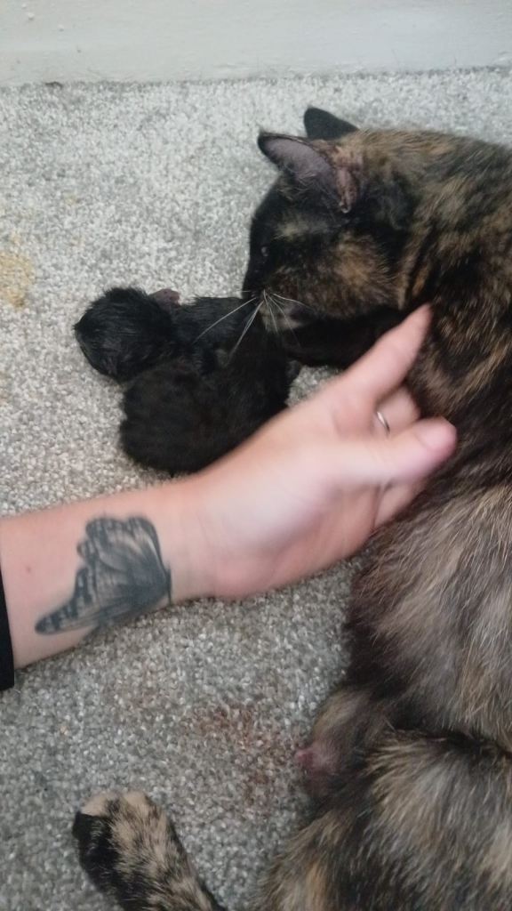 Kittens 