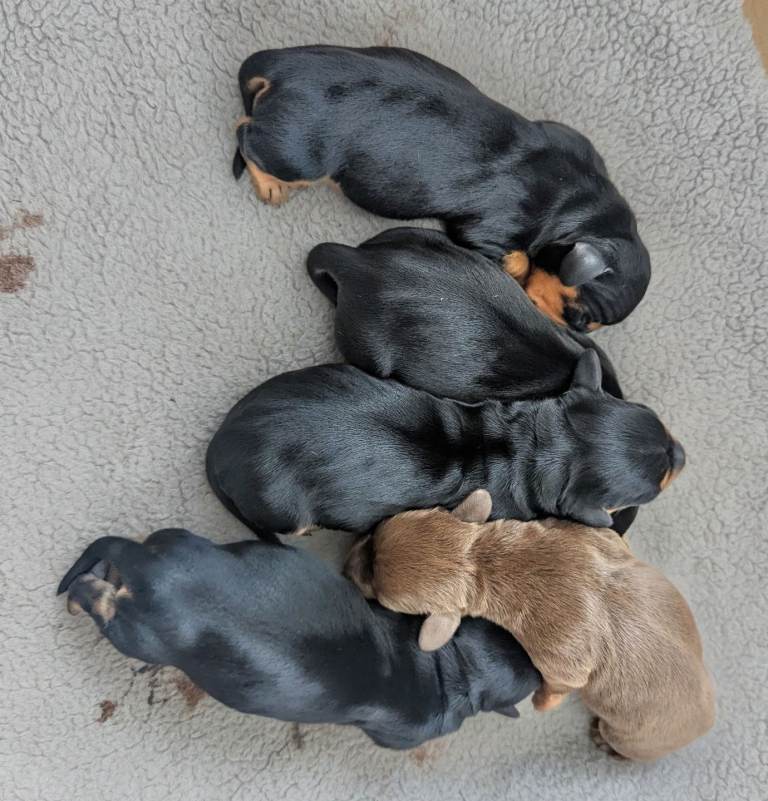Puppies 
