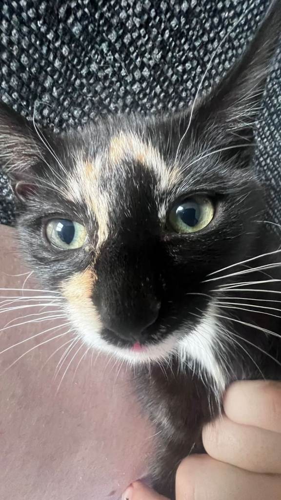 Female kitten for sale