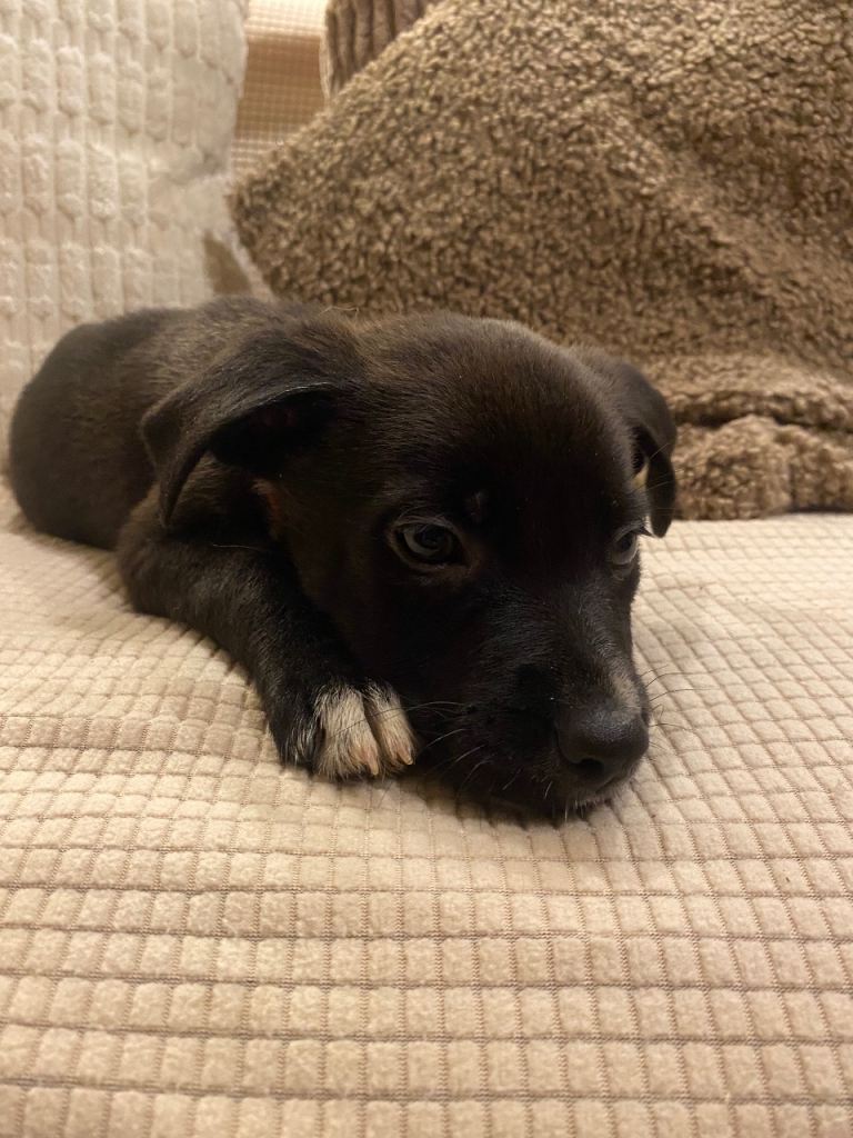 German shepherd cross pups 