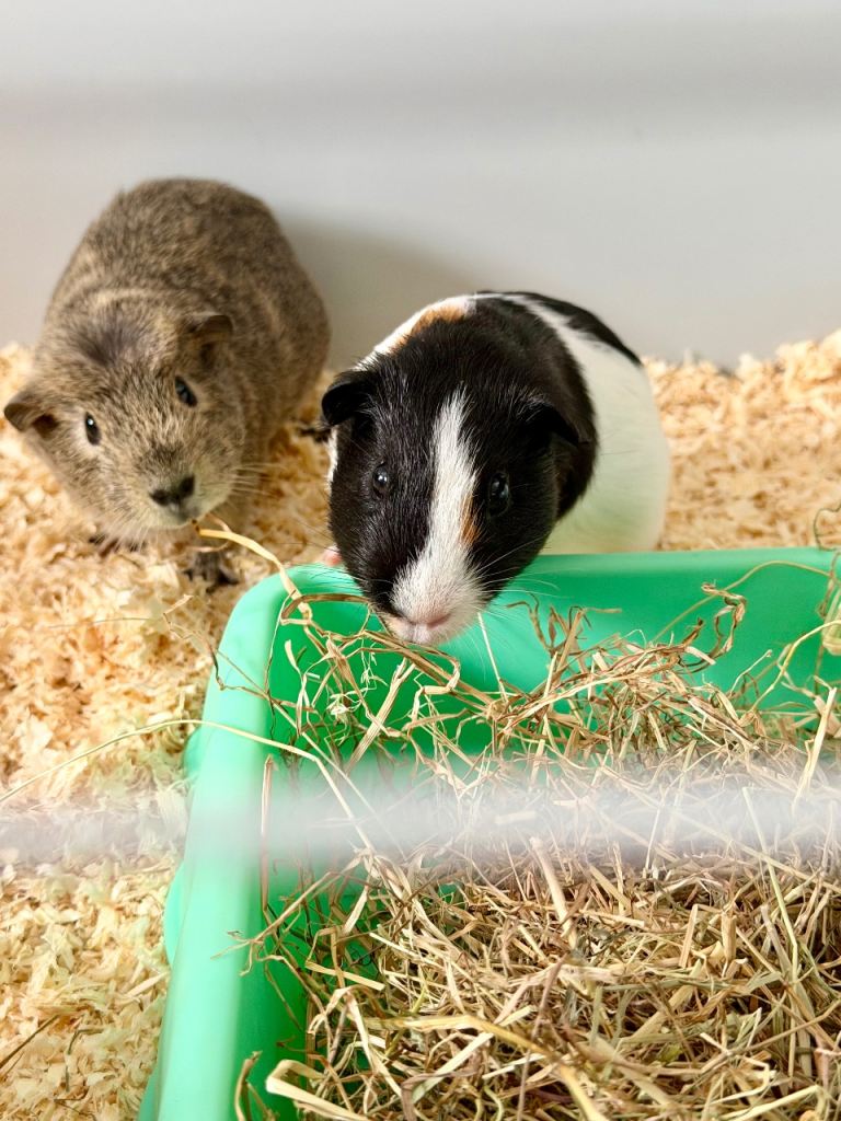 Bonded Pair of Male Guinea Pigs + Full Setup