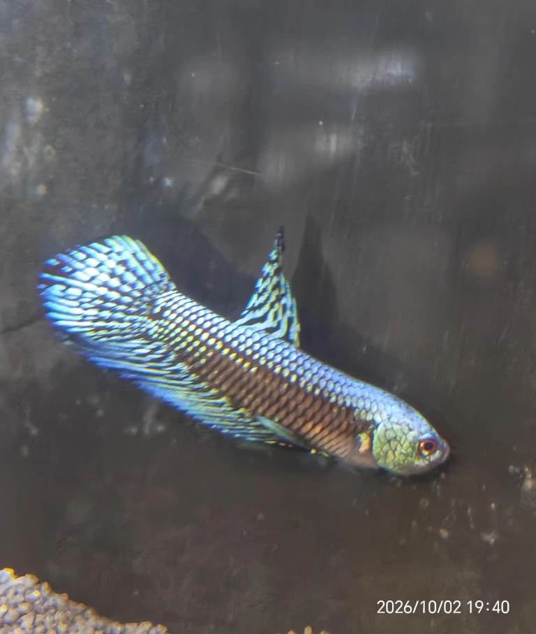 Community Fish from £2, Angels, Beta's, Rams, Shrimp, Guppies, Platies, Barbs, Hilstream loaches, 