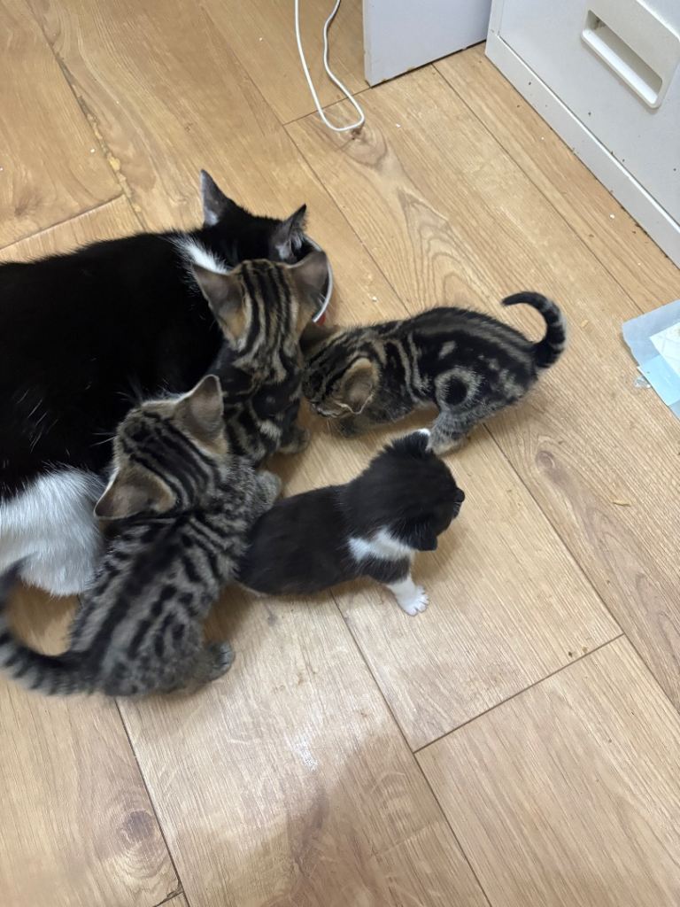 5 kittens for sale