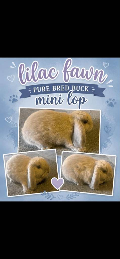 Mini Lop lilac fawn buck