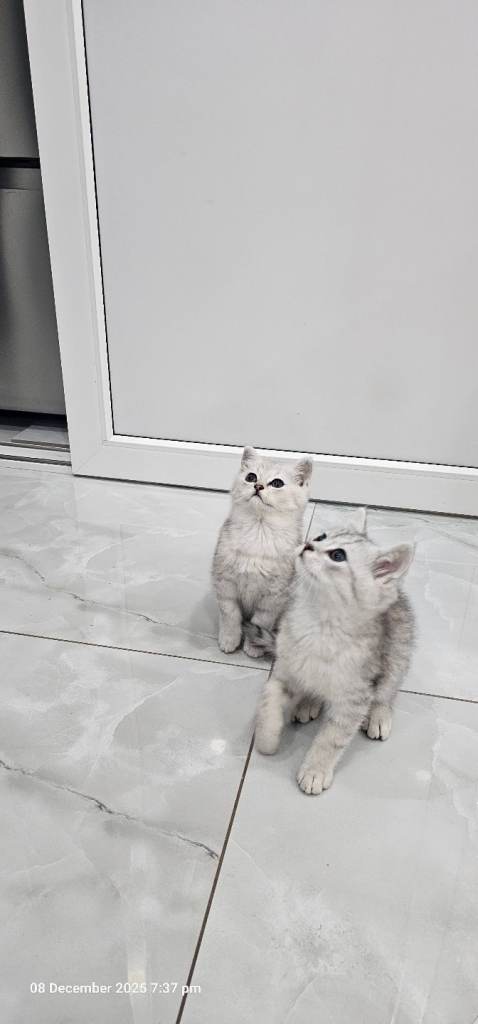 kittens 2 lovely girl available for new house 