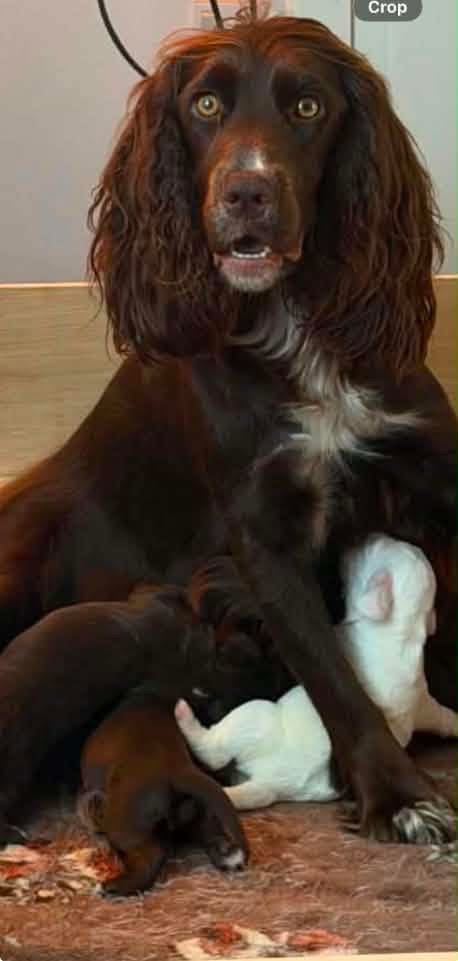 Cocker Spaniel Puppies