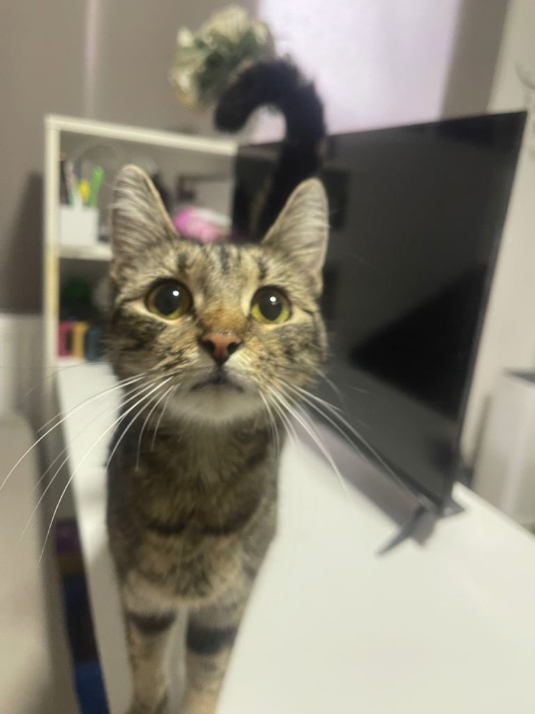 A tabby cute, calm and loving cat