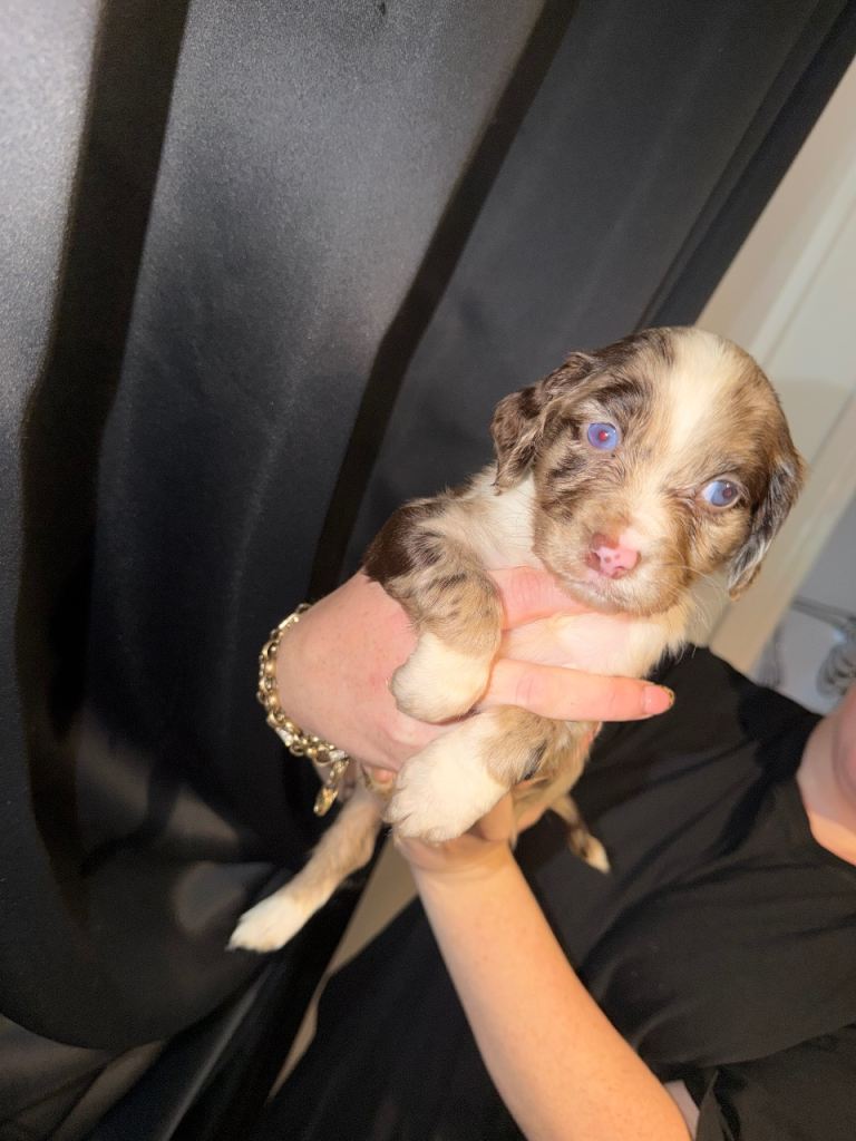 Boys £1200 girls £1500 Beautiful litter of Cockerspaniel puppies 