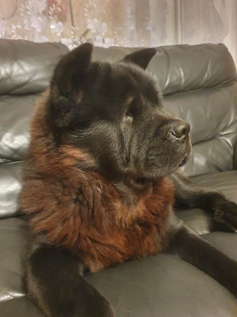 Beautiful Black Smooth Chow Chow