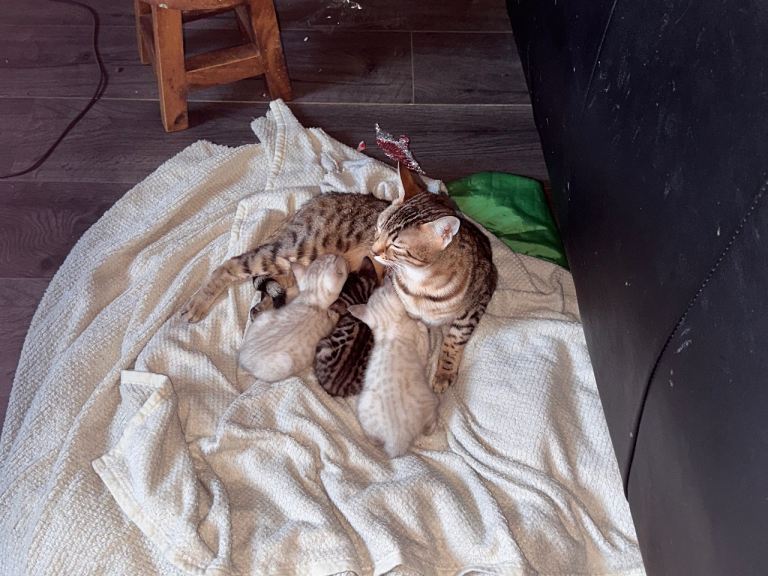 Snow lynx, Rosette, Silver Marble bengal kittens 