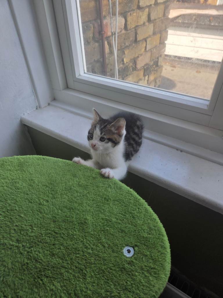 Kittens for sale 
