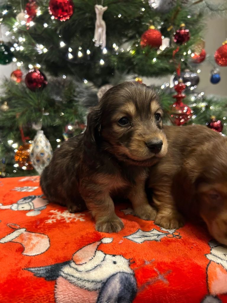 Kc registered  Minature long haired dachshunds 