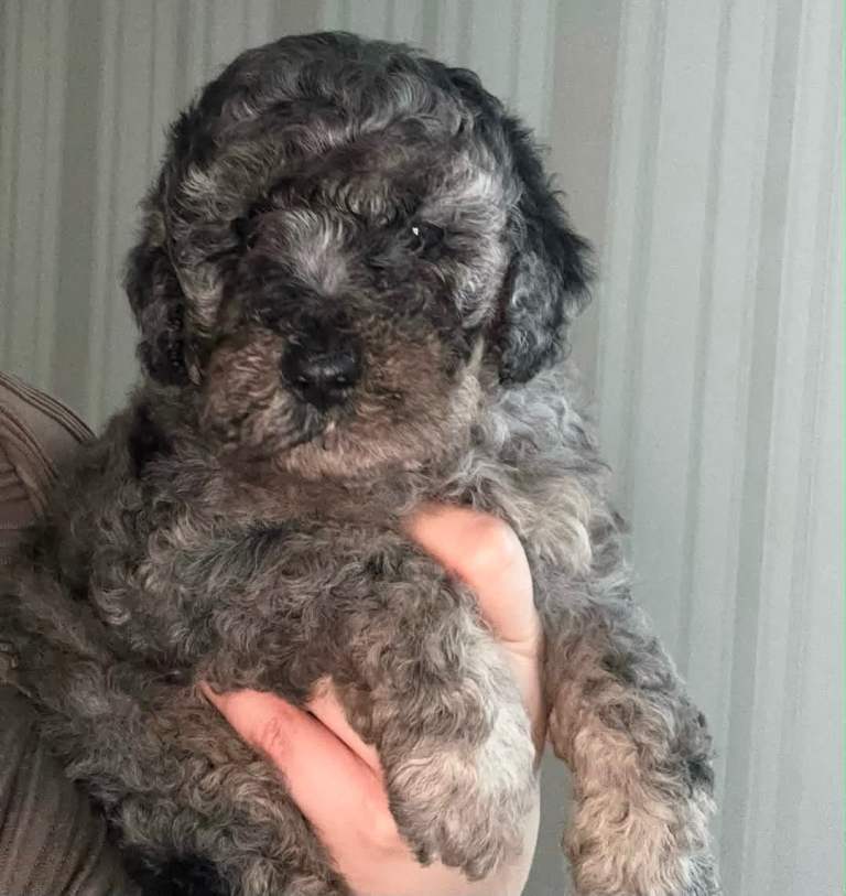 Stunning toy cockapoo puppies ready to leave