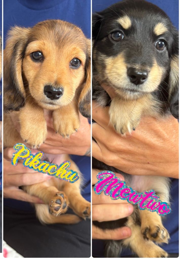 KC registered longhaired x1 boy x1 girl available now