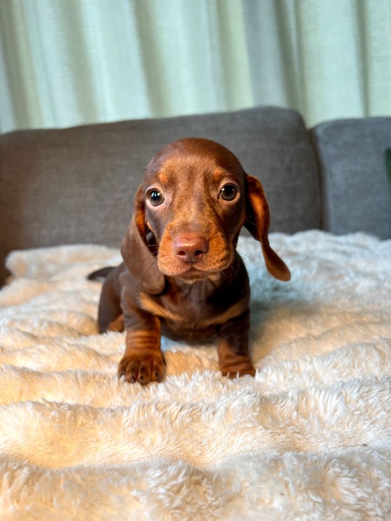 IKC registered Miniature Dachshund’s
