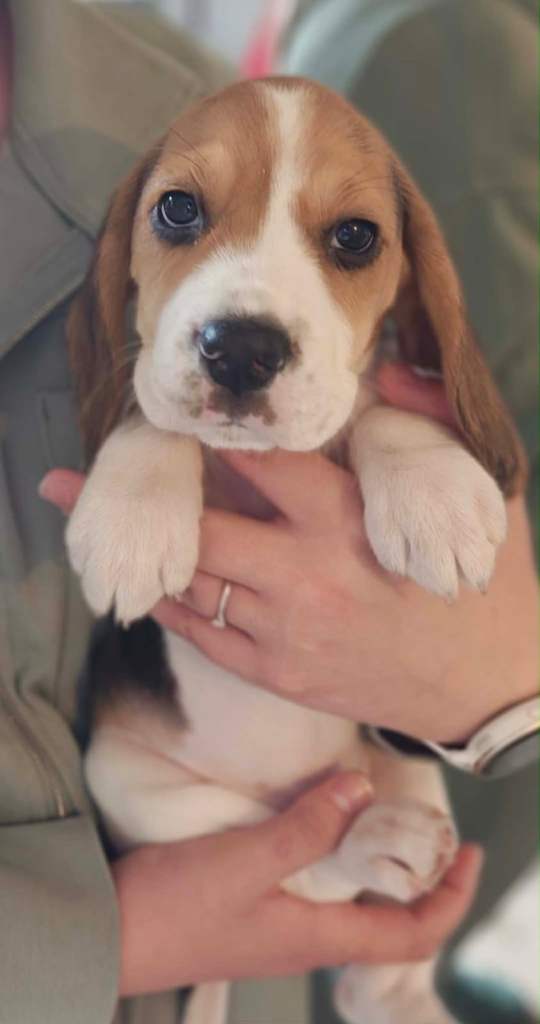 Lest 3 Beagle female available
