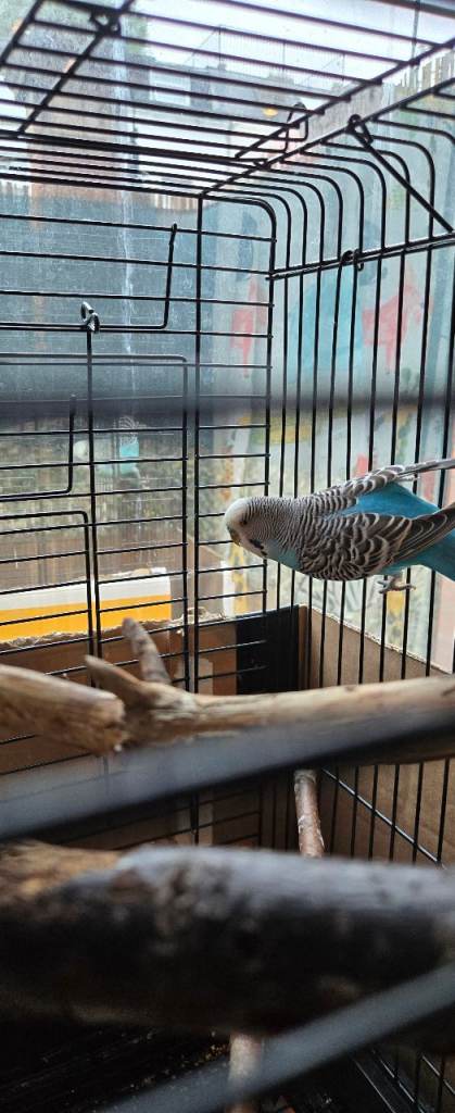 Male blue budgie + cage