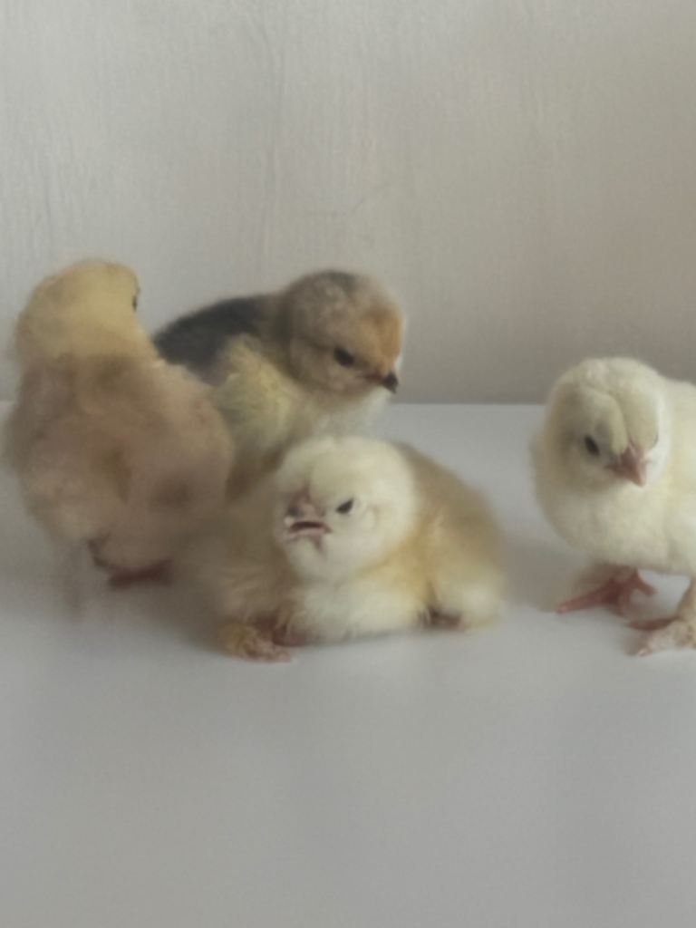 Chicks 