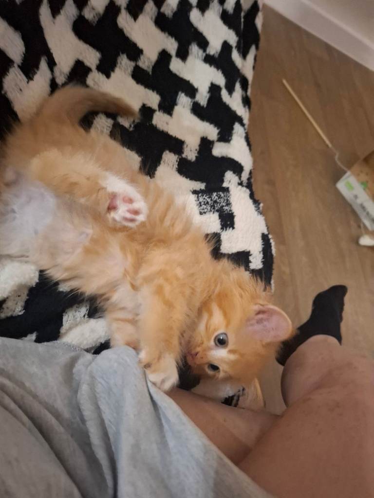 X Persian kitten 