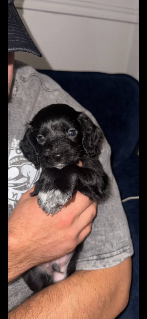 cocker spaniel pups 🐶