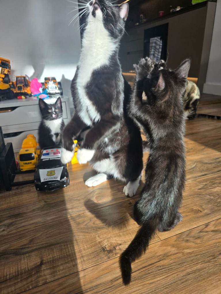 Black/brown tabby x bengul x tuxedo 