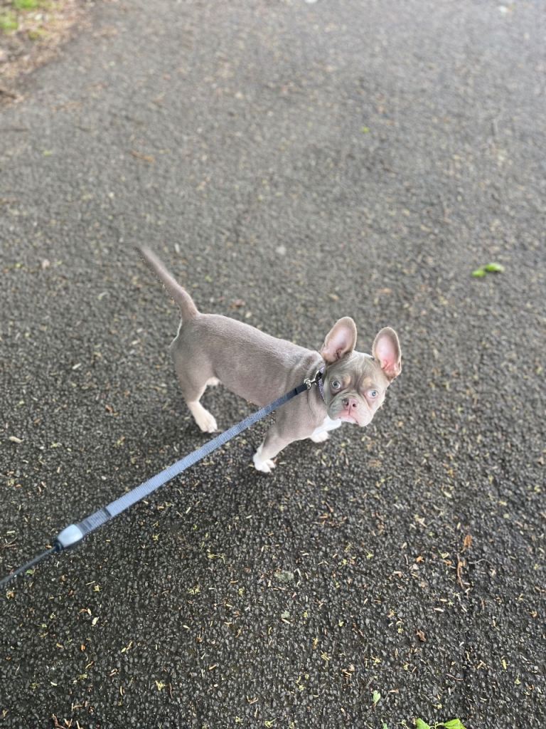 Female blue & tan puppy 