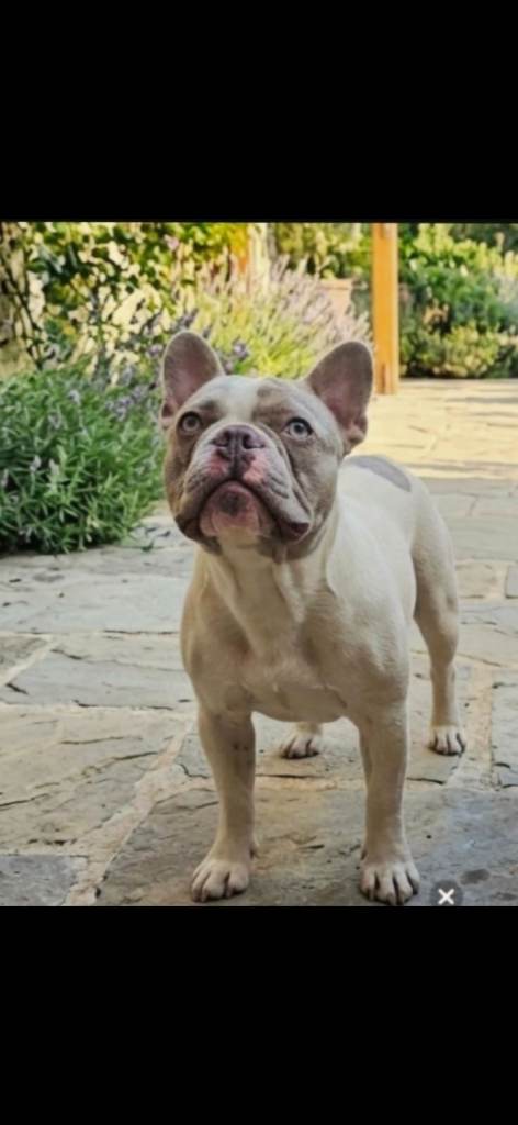 French bulldog 