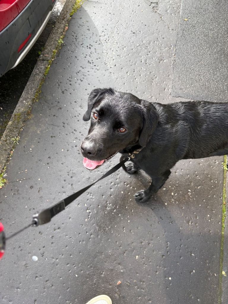 Labrador