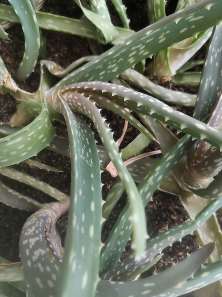 Big aloe vera with juicy leaves flowering 
