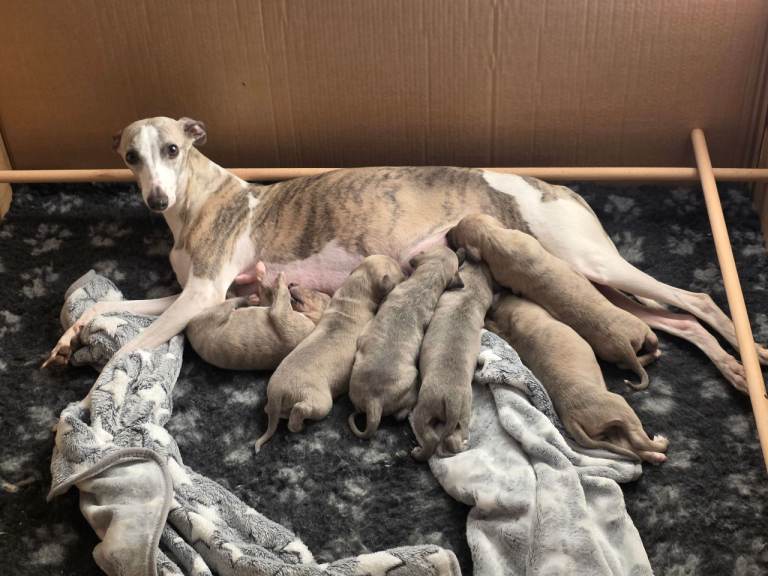 Stunning kc reg whippet puppies