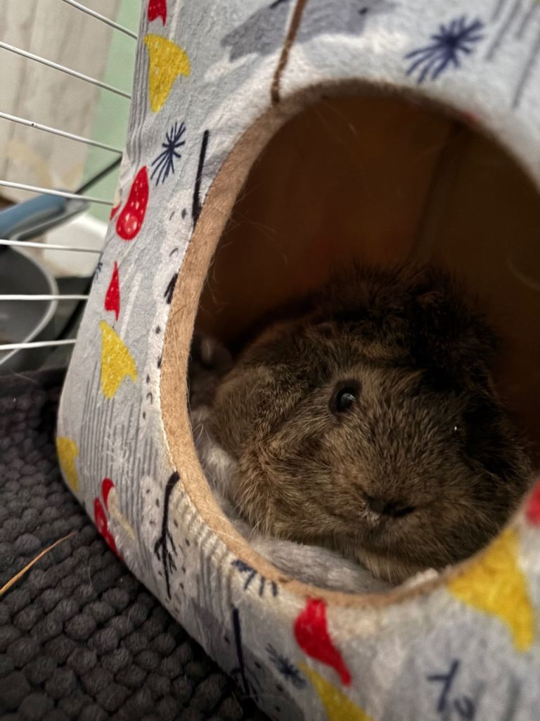 Male guinea pig 