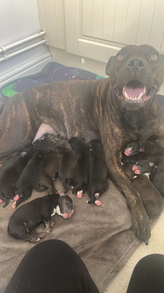 Staff X Cocker Puppies