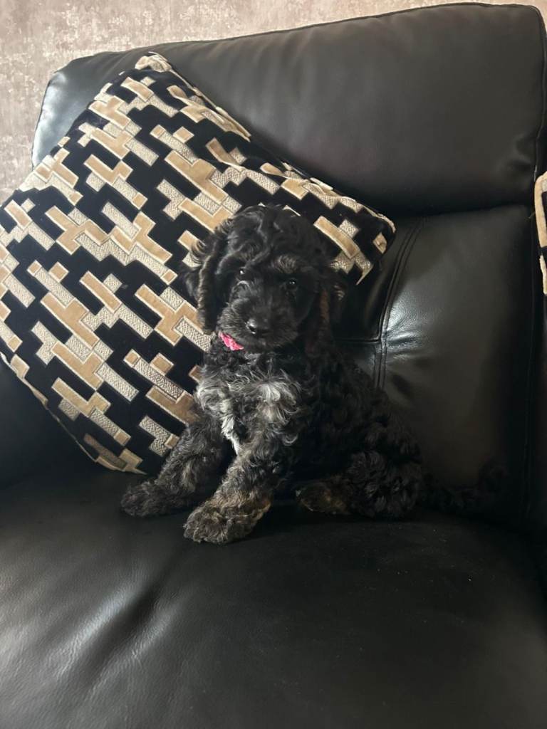 Beautiful Cockapoo puppies 