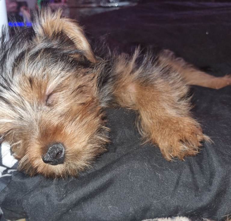 Full breed Yorkshire terrier puppies 